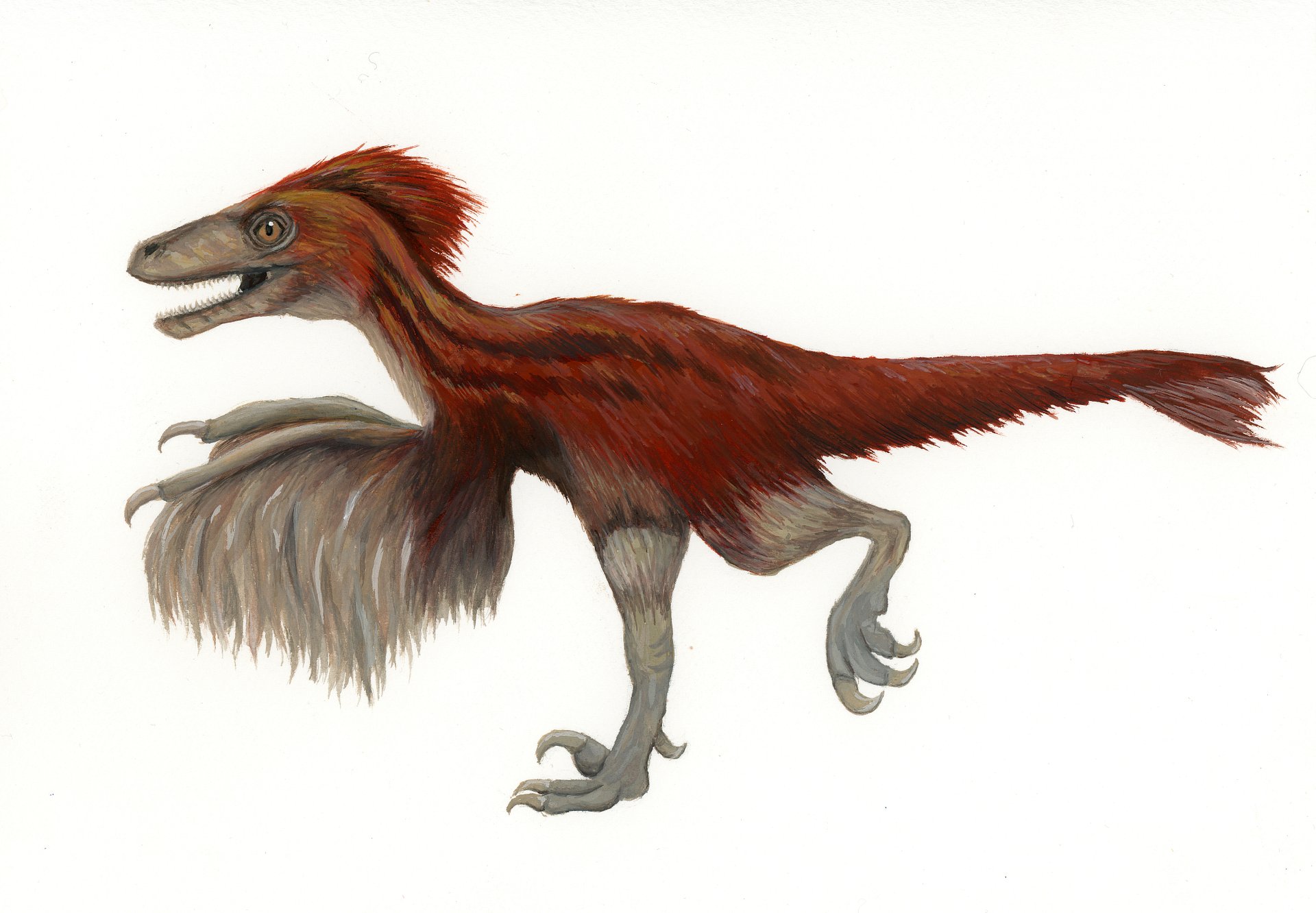 Deino - ORIGINAL product image (1)