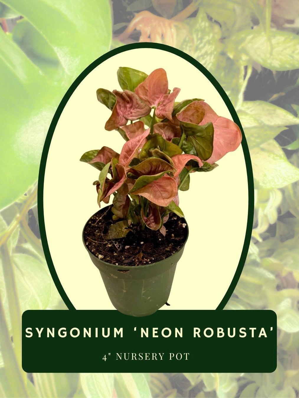 Syngonium 'Neon Robusta' product image (1)