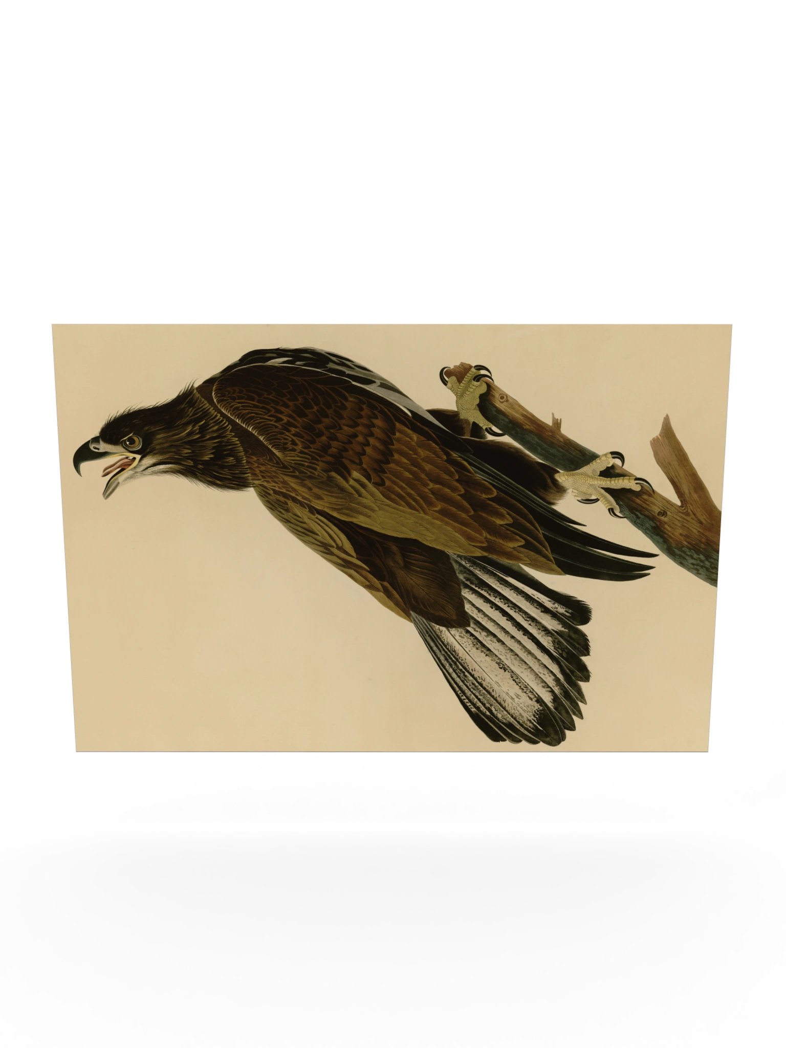 White-headed Eagle, Plate 126 – Audubon Poster product image (10)