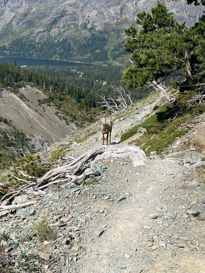 King of the Ridge Canvas Print product image (12)