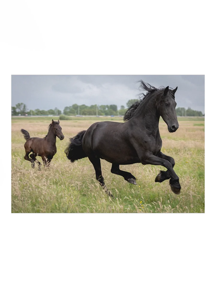 Friesian horses Saly & Elvis product image (1)