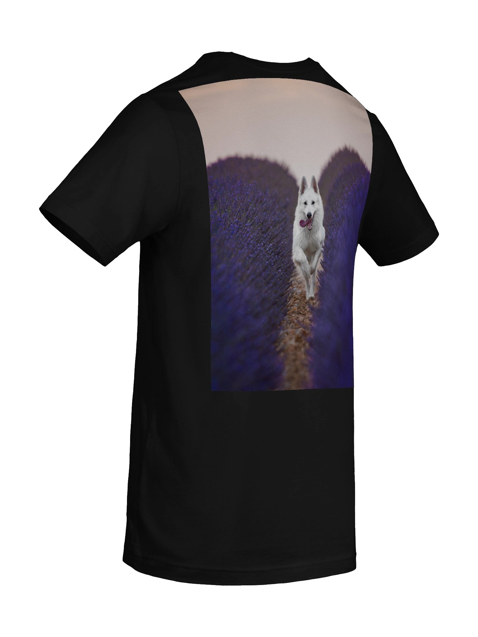 Rasta in the lavender fields product image (48)
