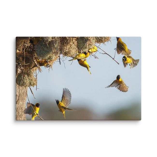 Birds & Other Wildlife