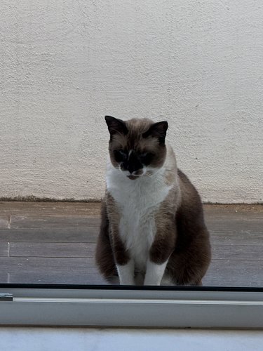Poor Giles is outside and the food is inside! 

Please note the balcony door is open and he could walk in and eat next to Fra...
