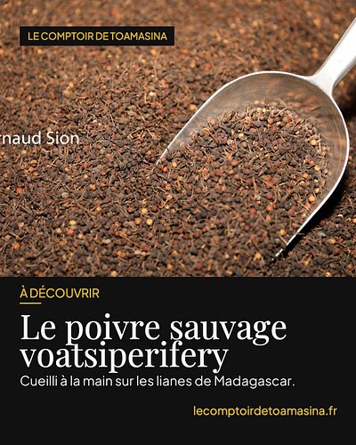 Le poivre le plus sauvage de notre comptoir 🌿

Le voatsiperifery pousse à l'état sauvage dans les forêts du sud-est de Madaga...