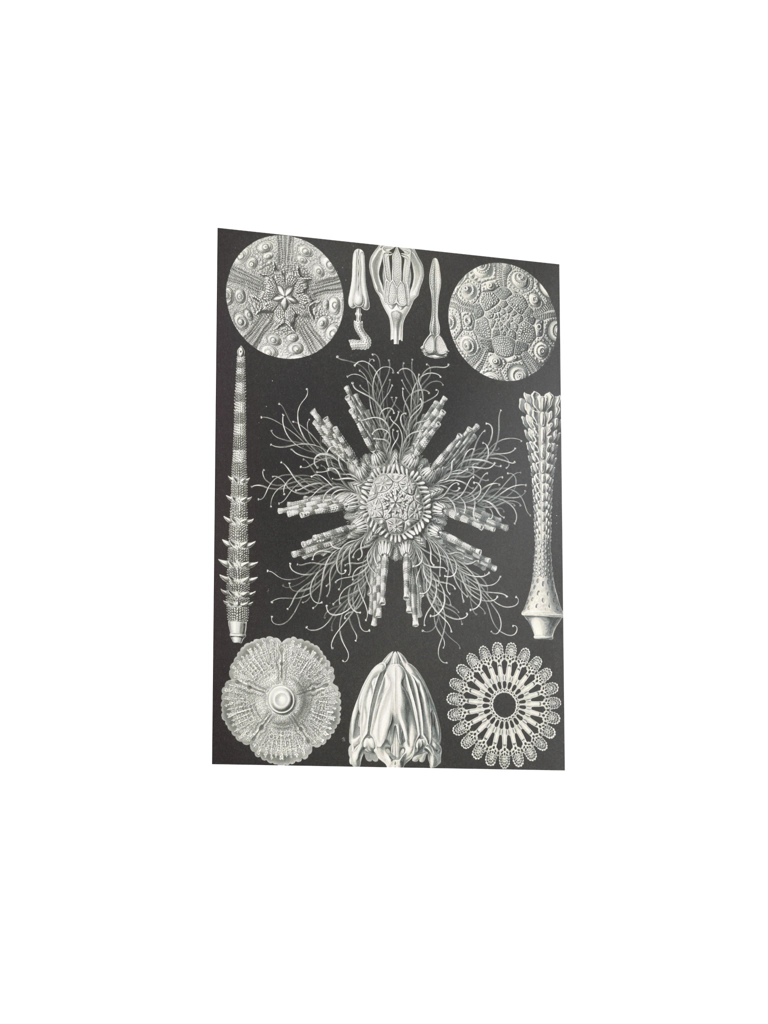 Sea Urchins Antique Zoological Art Print product image (9)