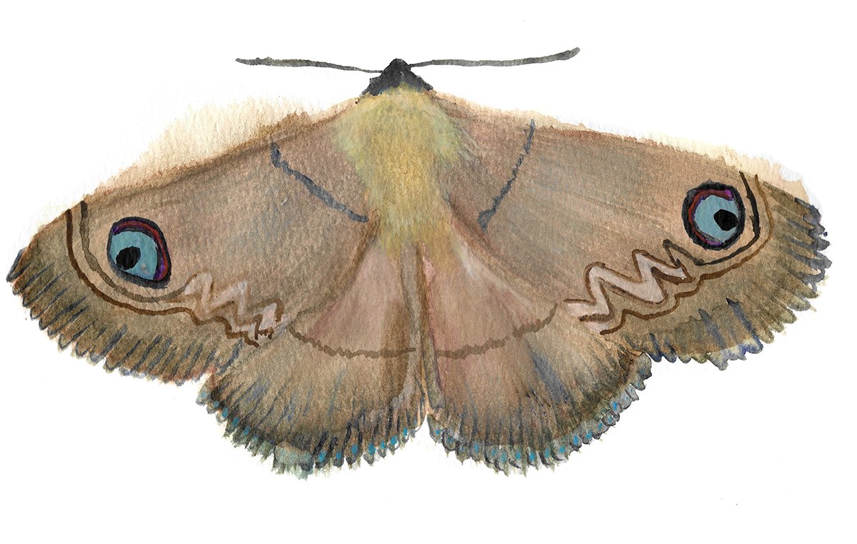 Southern Old Lady Moth Sticker (x2) product image (5)