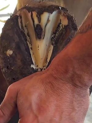 Satisfying Hoof Trimming #asmr #relaxing #horsesoftiktok #farriersoftiktok