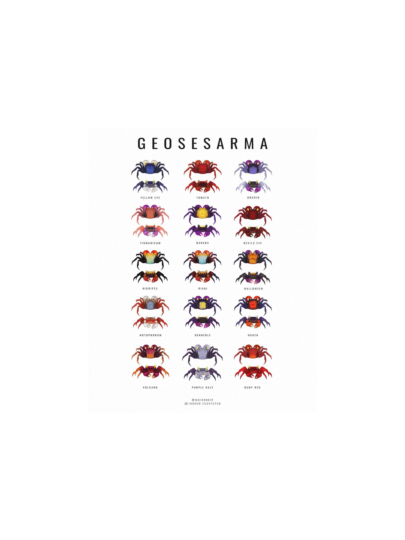 GEOSESARMA VAMPIRE CRAB POSTER (WHITE) product image (1)