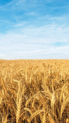 From spacious skies to amber waves of grain to purple mountain majesties, our states are the heart of what makes America trul...