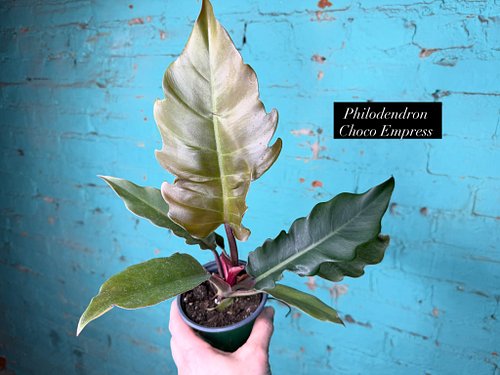 Philodendron Choco Empress

Choco Empress is one of those Philodendrons that becomes more impressive the longer you grow it. ...