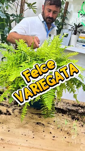 🌿

La felce di Boston (Nephrolepis exaltata) è stata per molto tempo una delle mie bestie nere. Poi ho iniziato a coltivarla ...