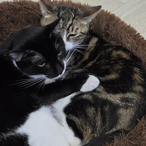 These two fight an act like they are at war with each other... Then there are moments like this where they just cuddle and lo...