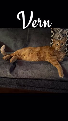 Happy Vern Day

#catslover #cat #orangecat #cats_of_instagram #cats_of_world