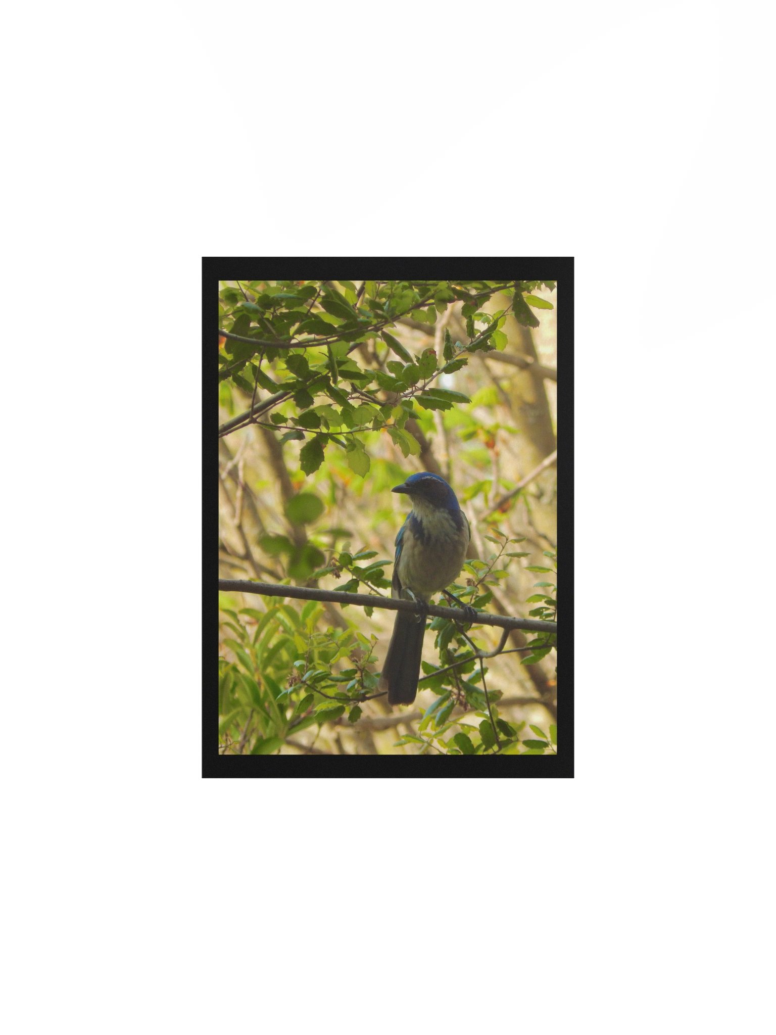 Jay product image (1)