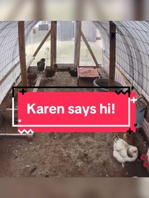 We have been on the trail and away from our chickens for a month. Opened the camera up to see them and talk to them…I didn’t realize one learned to speak human while we have been gone 😂 #backyardchickens #chickensoftiktok 