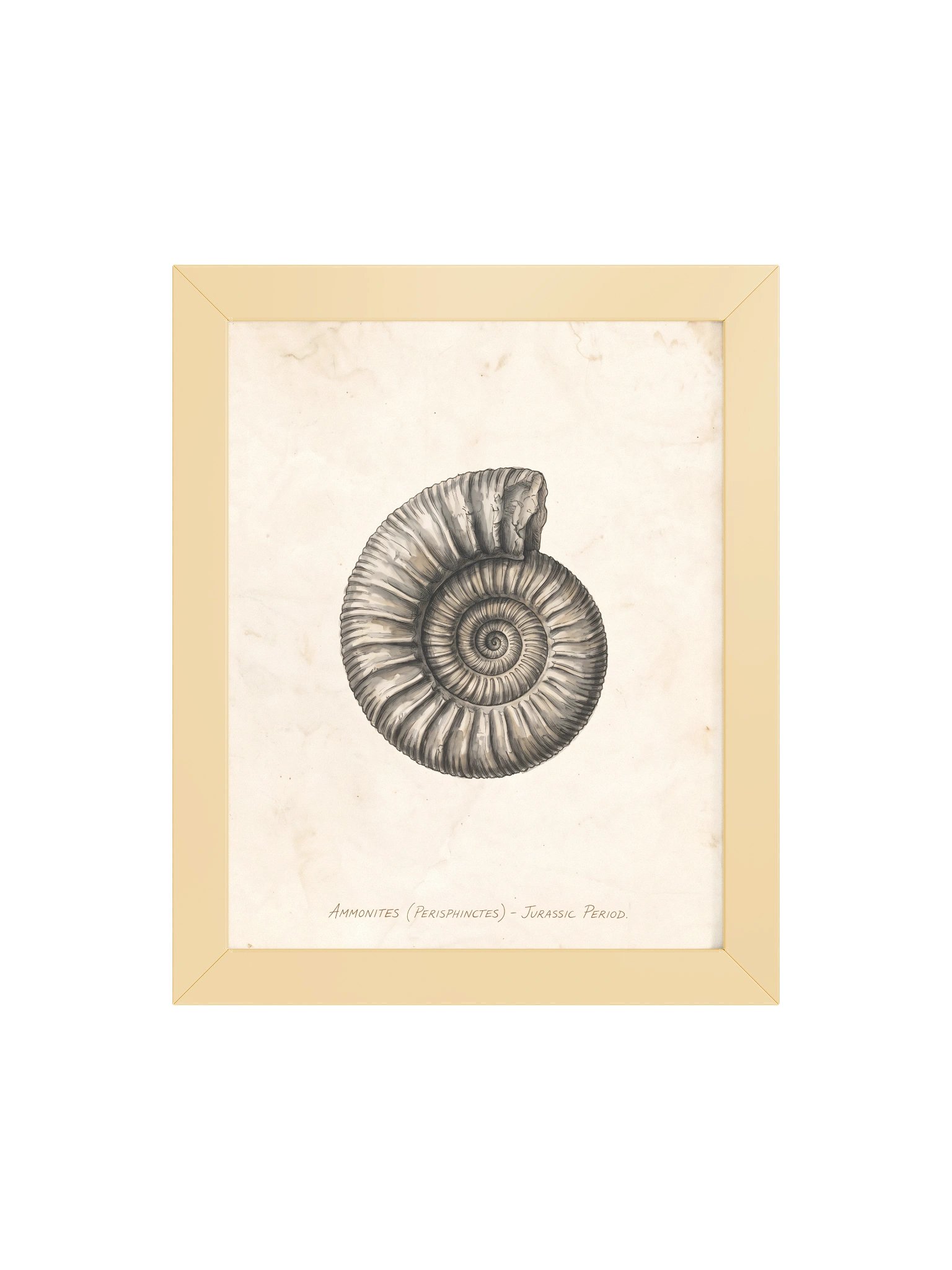 Fossil Study - Vintage Natural Archive Wall Art product image (2)