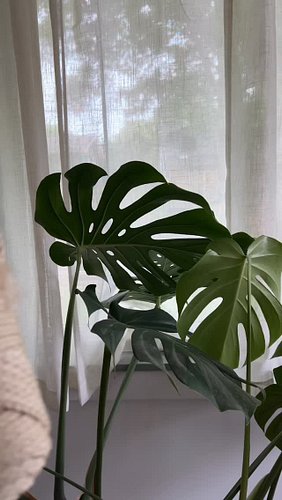 Made a couple of these lovely outdoor plant hangers using the old school Bonnie craft cord I always see at the store but neve...