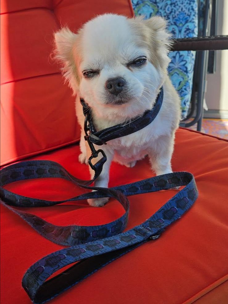 Dog Collar & Leash product image (2)