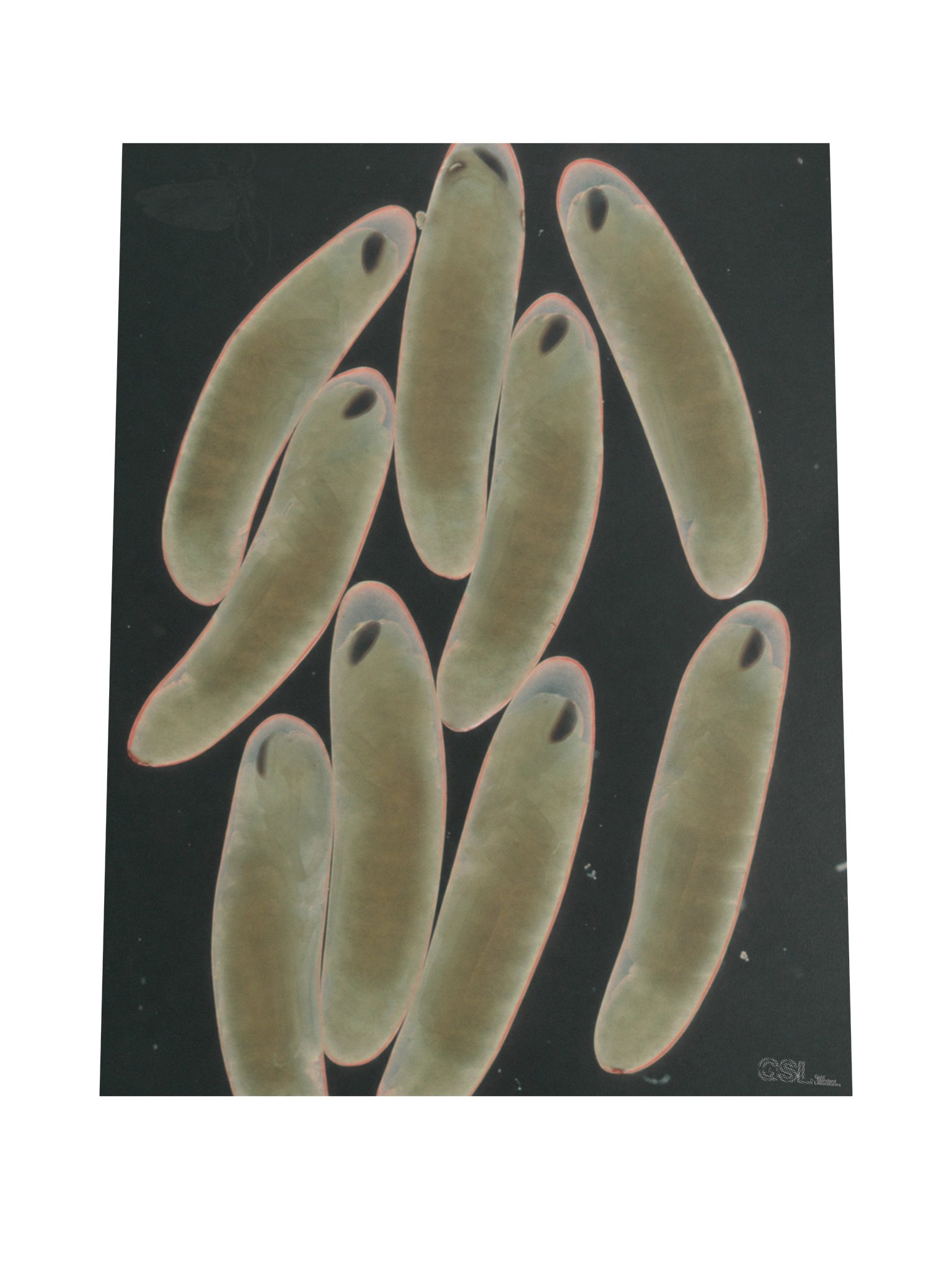 dischargedflightposter product image (4)