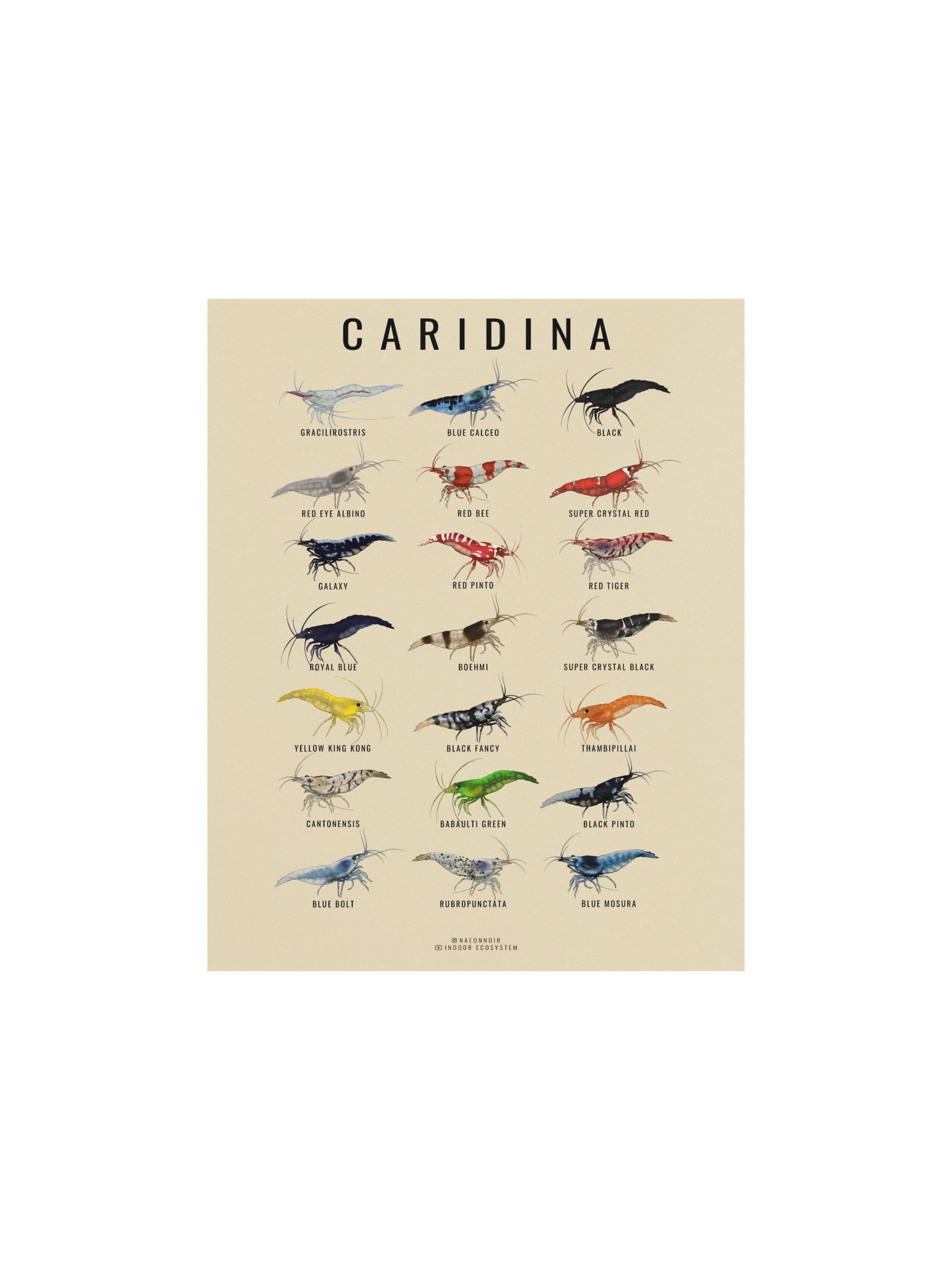 CARIDINA SHRIMP POSTER (CREAM) product image (1)