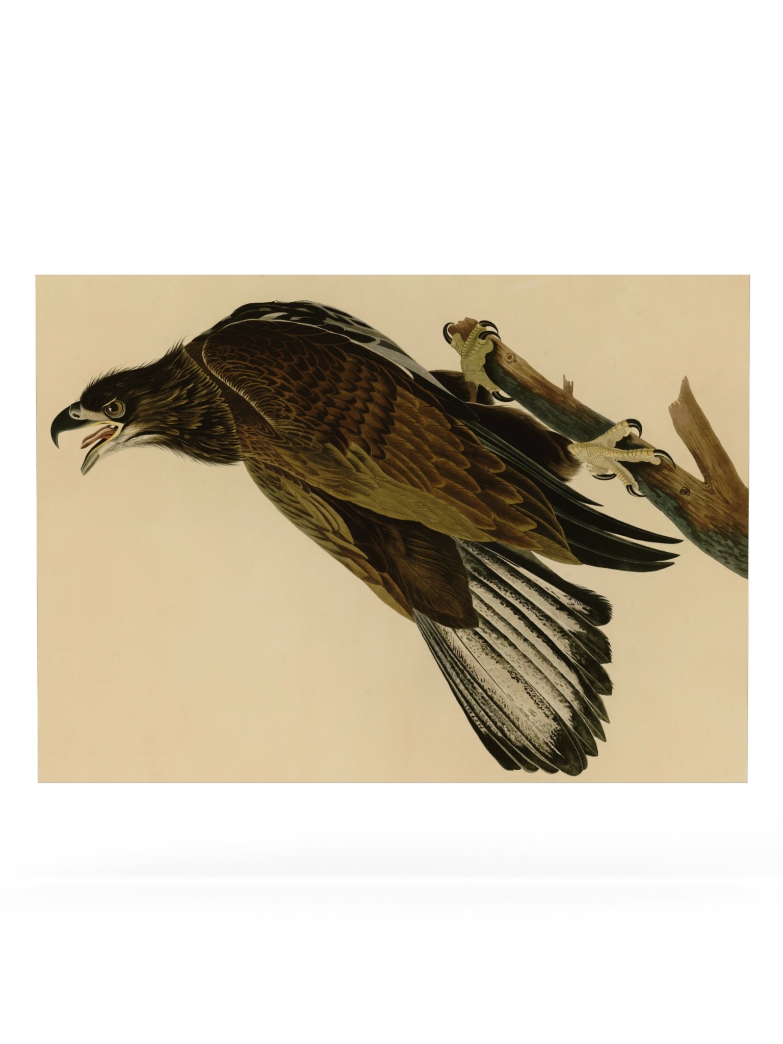 White-headed Eagle, Plate 126 – Audubon Poster product image (6)