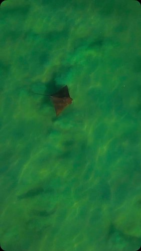 The water was so clear this past weekend, it was really easy to see some sea creatures swimming around in the surf. I was abl...