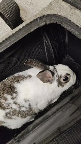 Asami at the Vet for her Routine Tooth Trim 💕