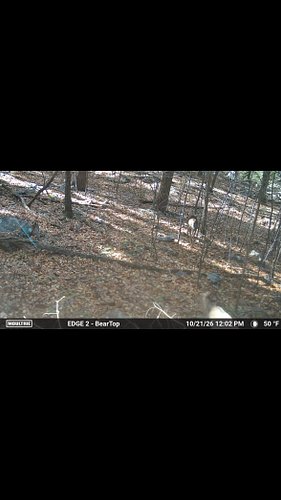 You don’t see 2 bucks cruising together in late October very often. This was surprising to see on my trail camera yesterday i...