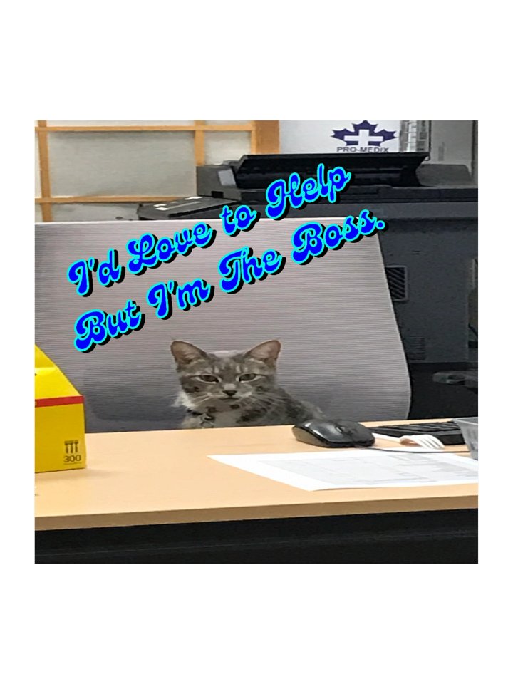 Boss Cat Kiss Cut Stickers product image (2)