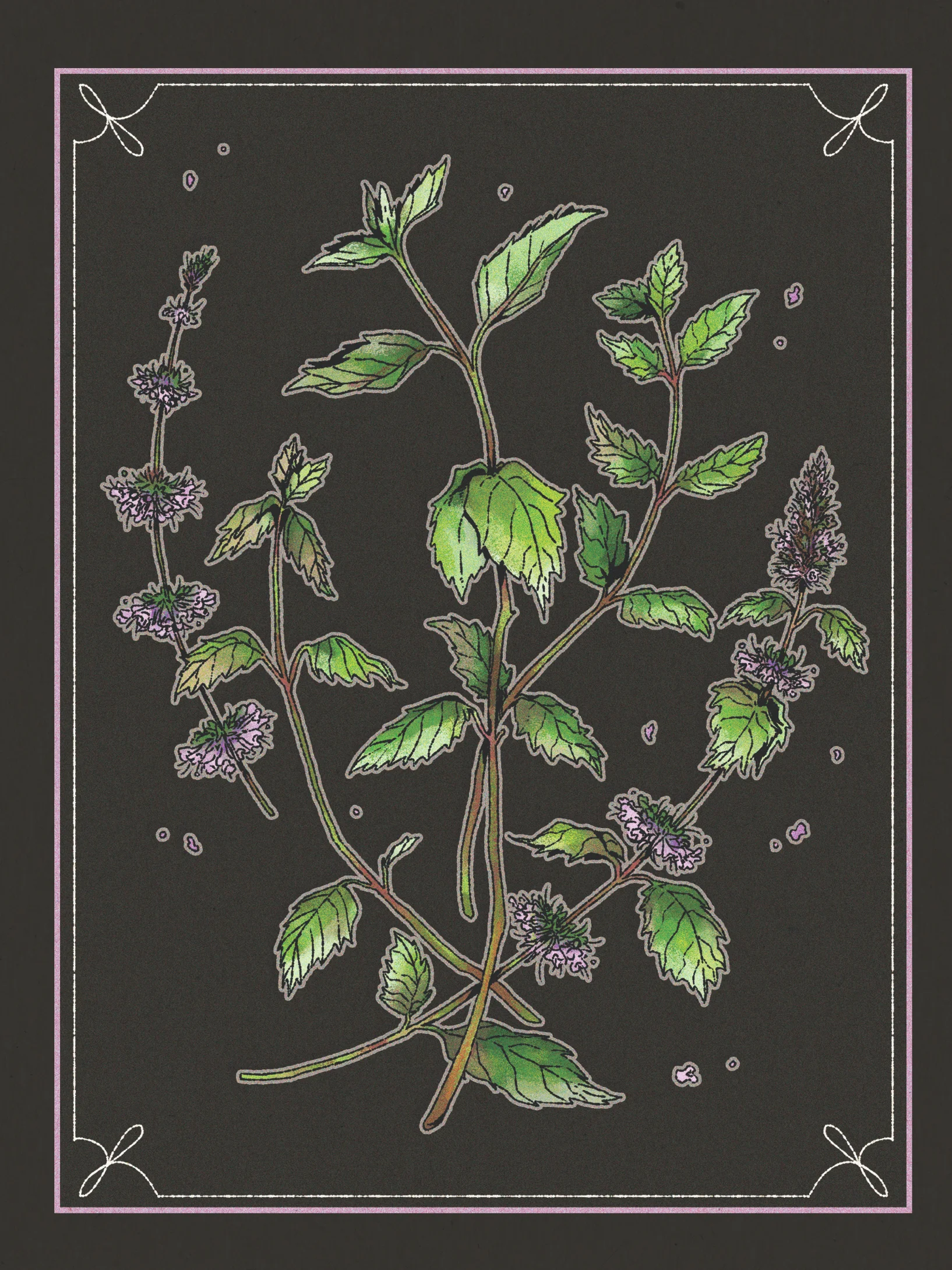 Botanical Prints product image (4)