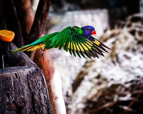 I went to shoot the birds.

Apparently, one of them decided to shoot the shit with me instead.

A few frames from today at Ur...