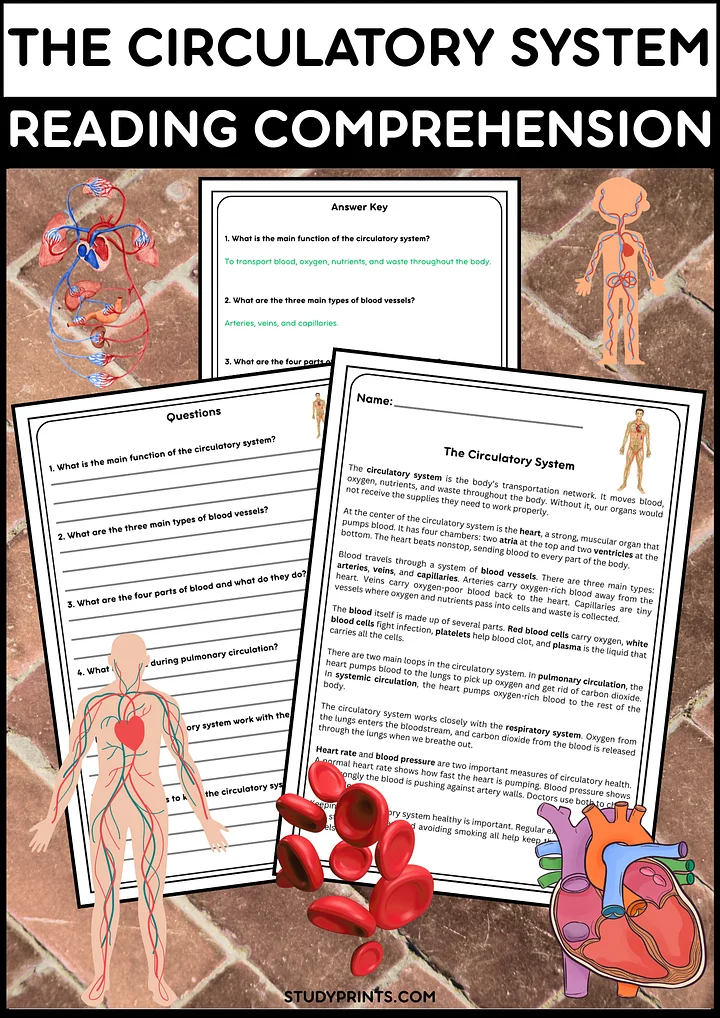 Circulatory System Reading Passage with Comprehension Questions | Human Body Science product image (1)