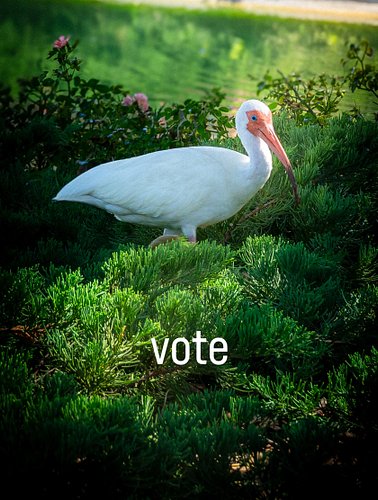 Vote 🗳️ 🇺🇸 
Let’s do this.
#2026midterms #election #vote #usa #photography