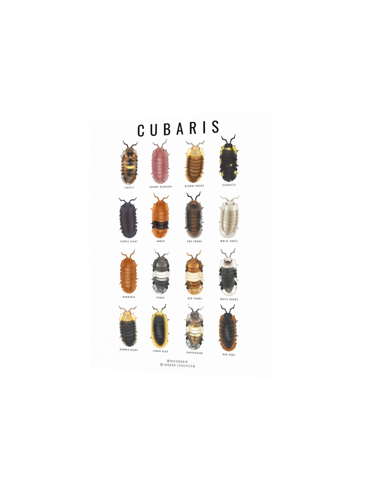 CUBARIS ISOPODS POSTER (WHITE) product image (2)