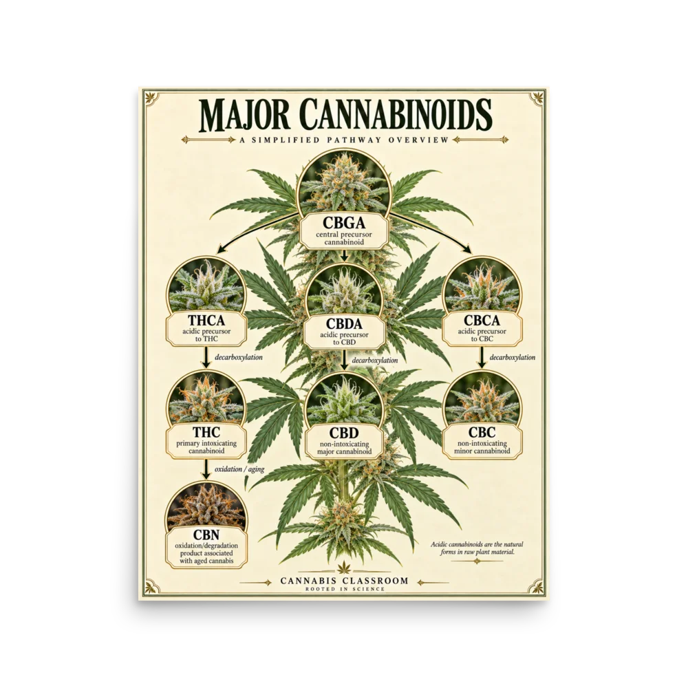 Major Cannabinoids Poster product image (1)