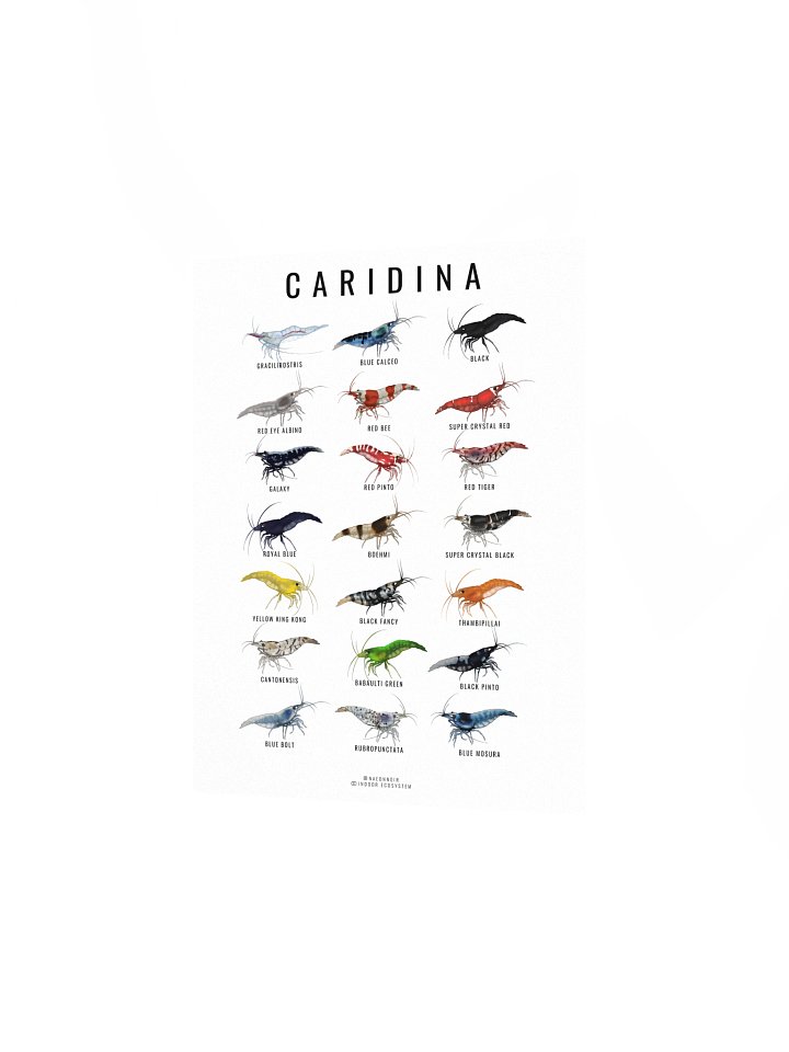 CARIDINA SHRIMP POSTER (WHITE) product image (2)