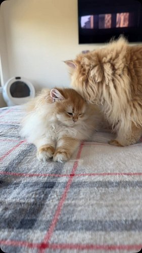 Copper is being sweet to her now