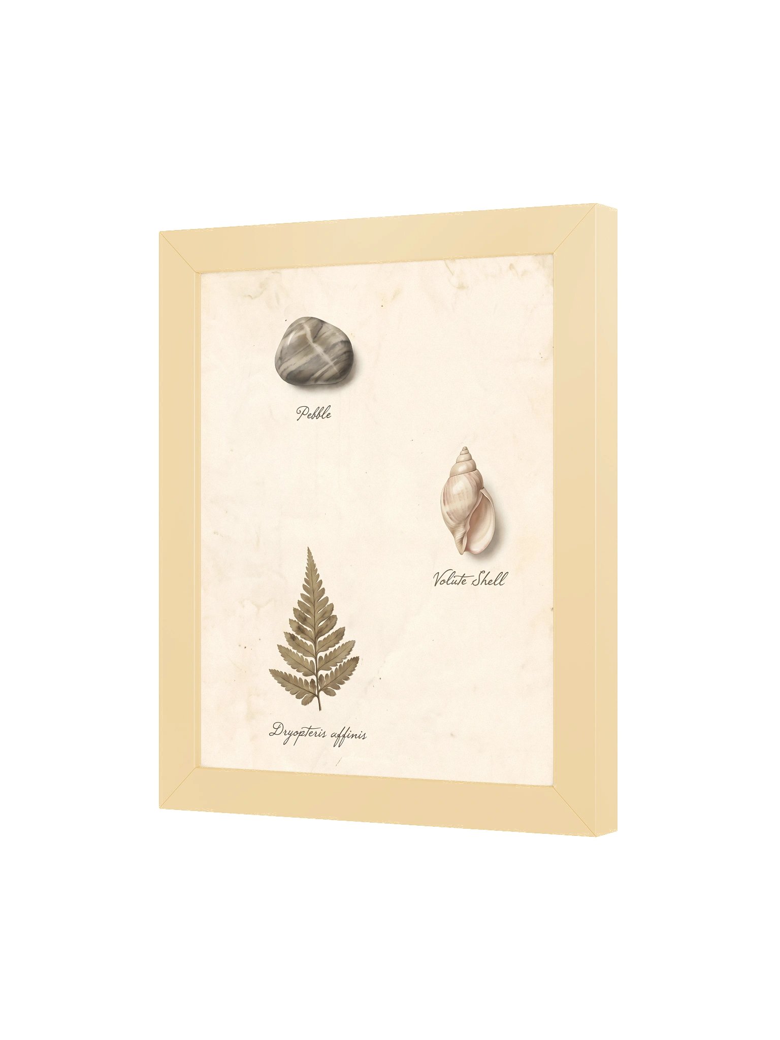 Natural Form Study - Vintage Botanical & Natural History Wall Art product image (3)