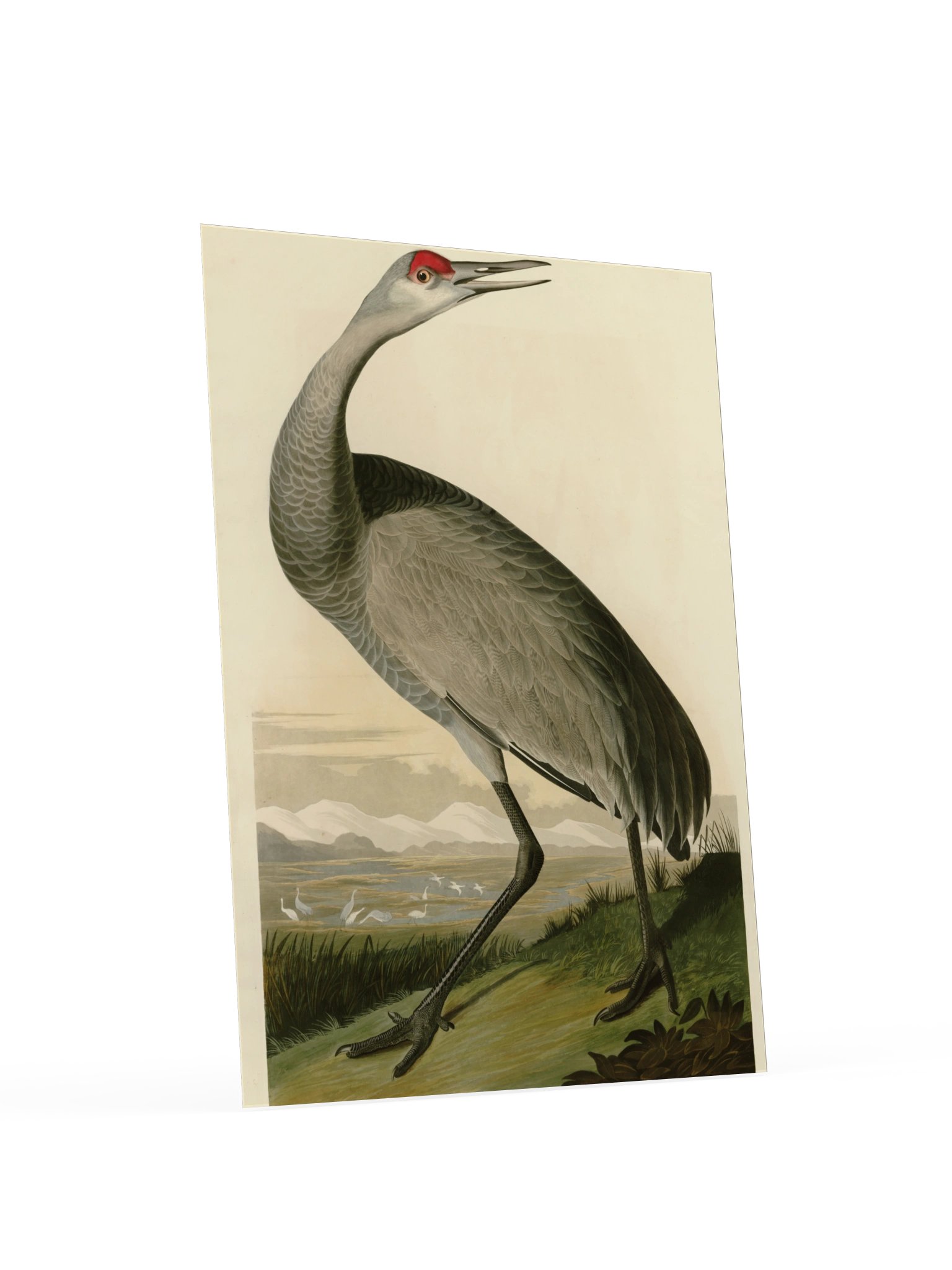 Hooping Crane, Plate 261 – Audubon Poster product image (4)