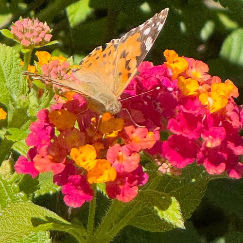 Butterflies to mark a great first experience with Portuguese healthcare. #elsanoincrível #anofeliz2026