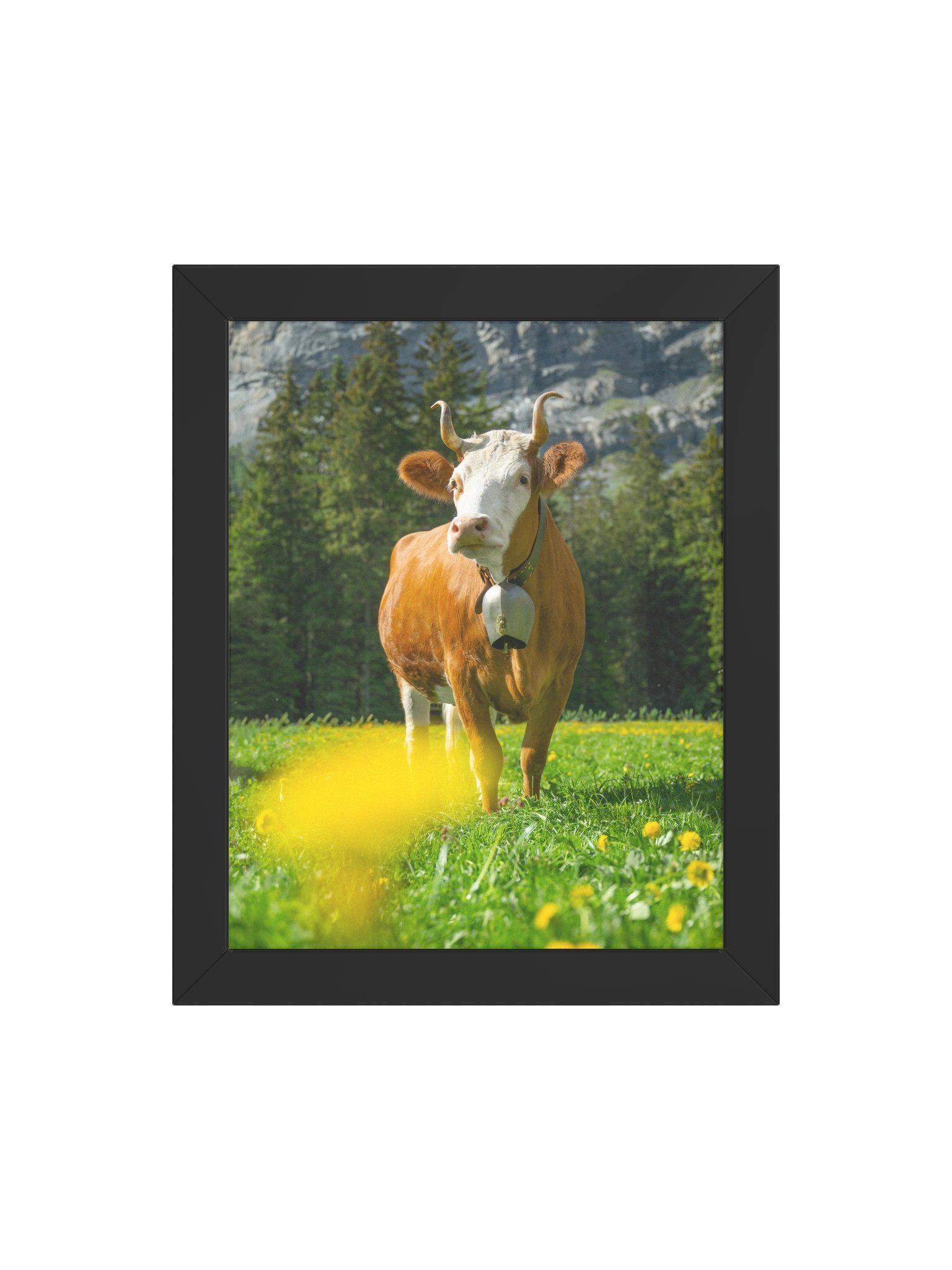 Simmentaler Cow (Original swiss breed) product image (47)