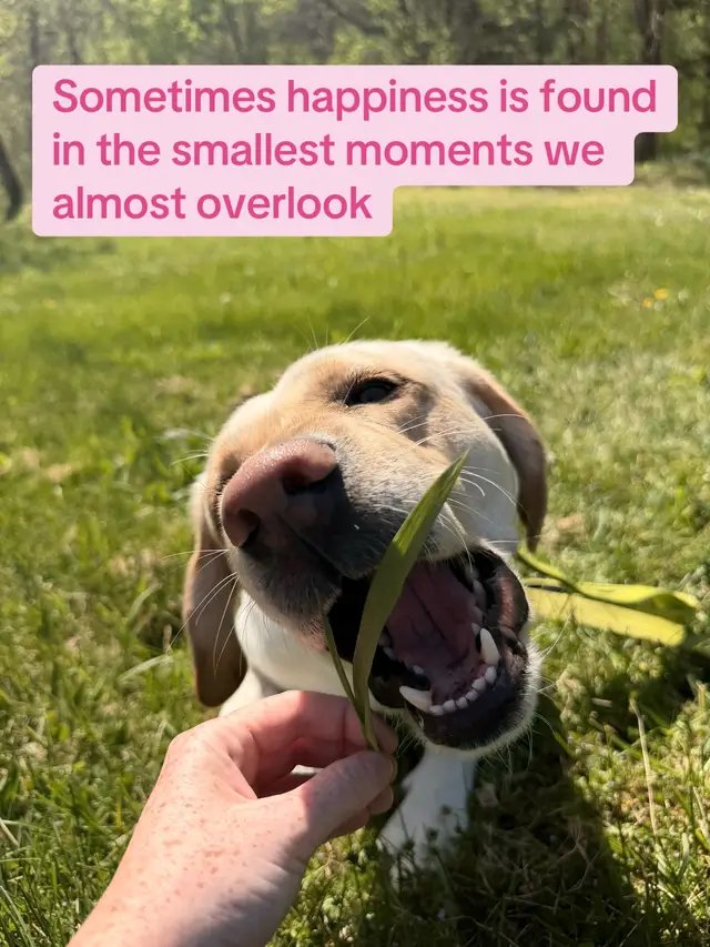 I love him 🥰  #JJUnleashed #BuiltForLoyalty #labrador #love #