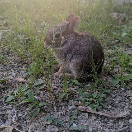 I encountered this precious little baby bunny on my bike ride home. She was having trouble hopping in a way that looked more ...