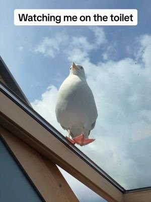Steven caught me on the crapper… cheeky boy 😂 #fyp #foryou #seagull #birds #feedingsteven