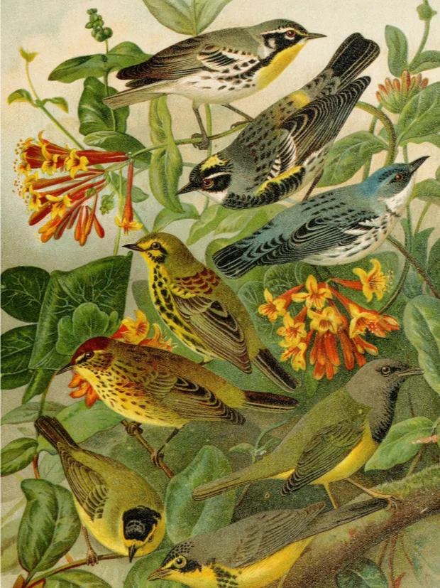 Vintage Animals Art Collection product image (1)