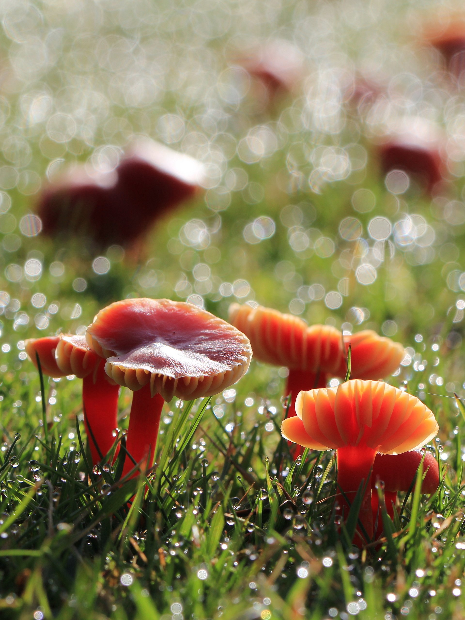 Fungi Image Collection product image (9)