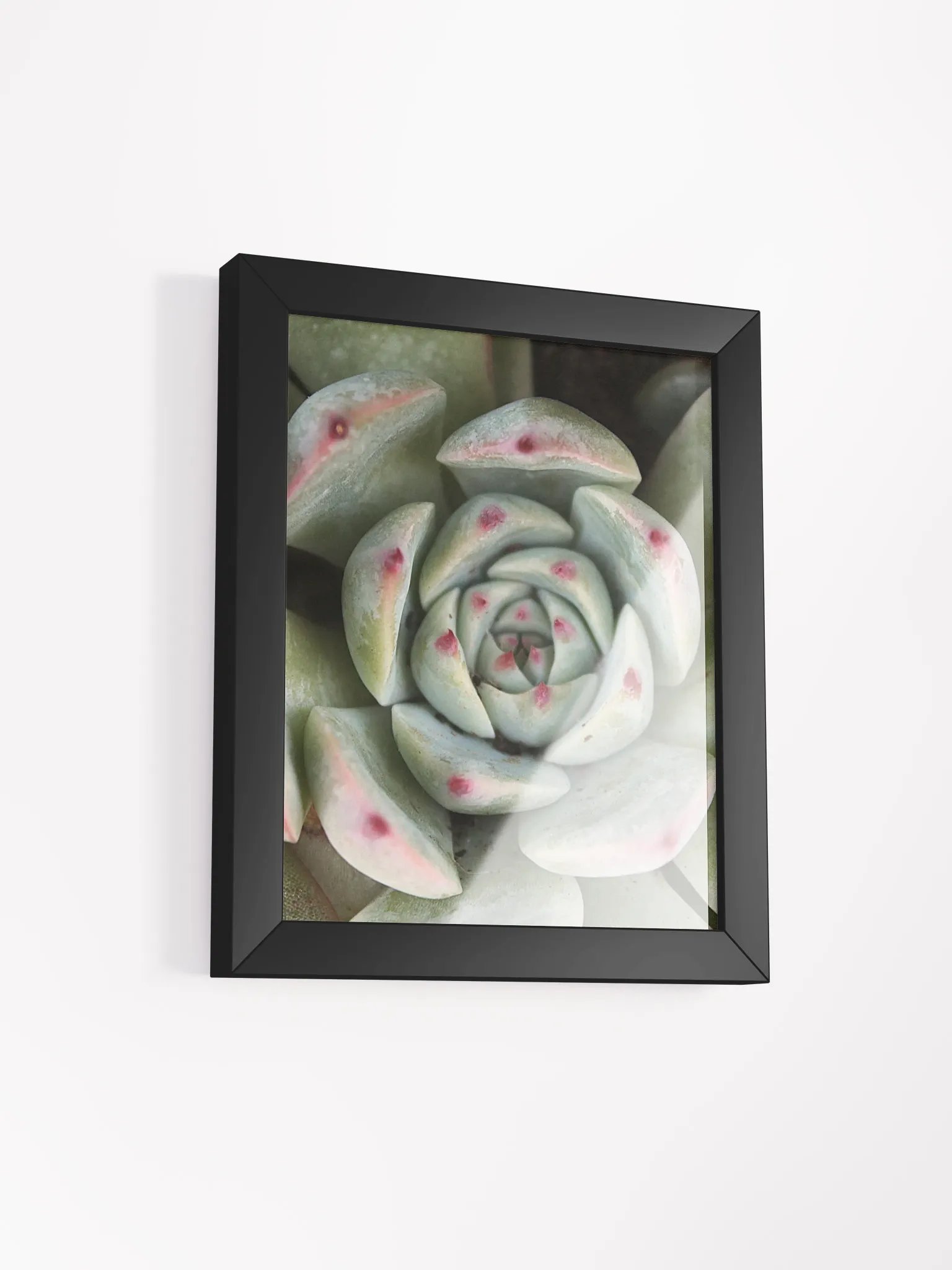 Red Tipped Succulent Framed Print product image (2)