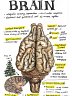 Comparative Anatomy Vet Notes (PDF Download)