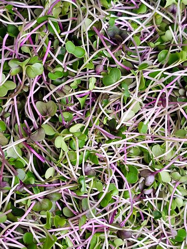 🌱 This is our personal favorite microgreen mix right now—Red Russian Kale, Dino Kale, Purple Sprouting Broccoli, Mammoth Red ...